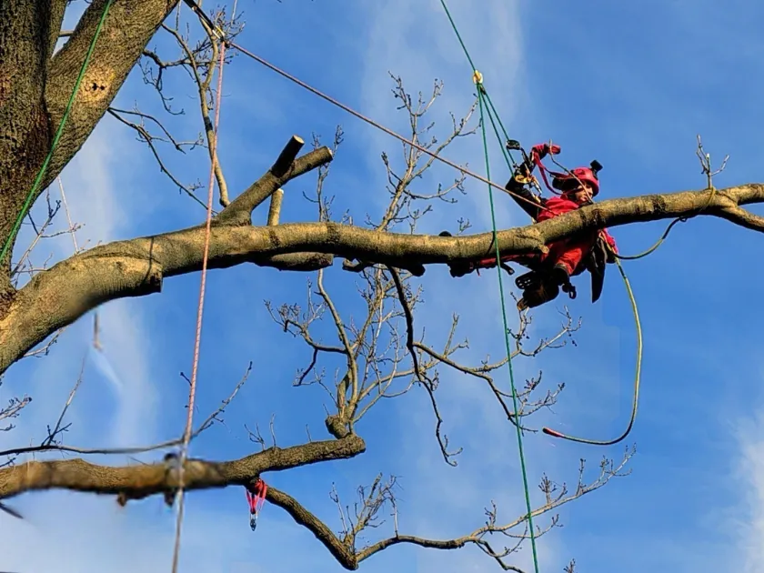 Arborysta podczas pracy przy wycince drzewa w Warszawie