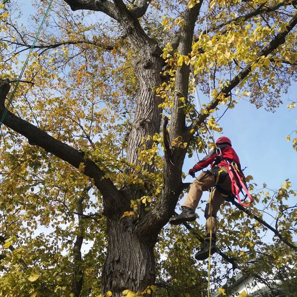 Wycinka drzew realizacja