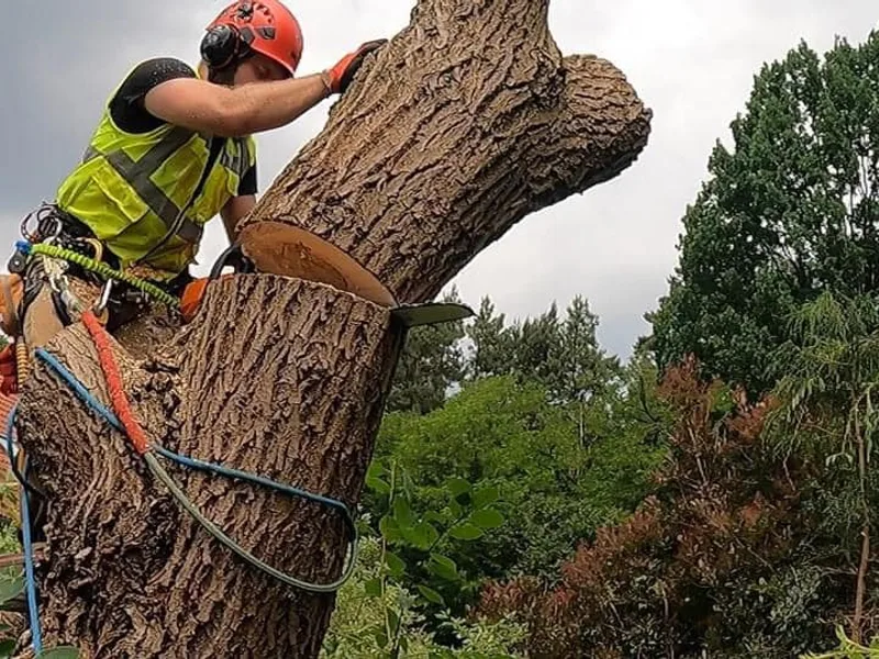 Pielęgnacja żywopłotu